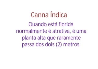 Canna Índica
     Quando está florida
normalmente é atrativa, é uma
  planta alta que raramente
  passa dos dois (2) metros.
 