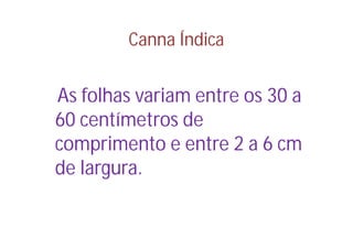 Canna Índica


As folhas variam entre os 30 a
60 centímetros de
comprimento e entre 2 a 6 cm
de largura.
 