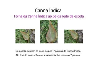 Canna Índica
Folha da Canna Índica ao pé da rede da escola




Na escola existiam no início do ano 7 plantas de Canna Índica.
 No final do ano verifica-se a existência das mesmas 7 plantas.
 