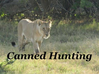 Canned Hunting
 