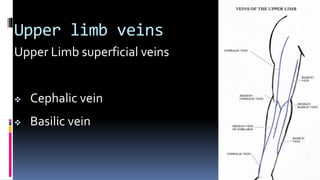 Upper limb veins
Upper Limb superficial veins
 Cephalic vein
 Basilic vein
 