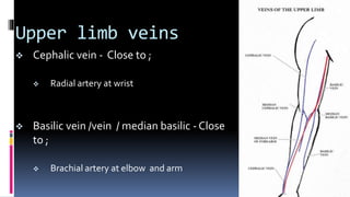 Upper limb veins
 Cephalic vein - Close to ;
 Radial artery at wrist
 Basilic vein /vein / median basilic - Close
to ;
 Brachial artery at elbow and arm
 