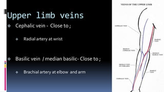 Upper limb veins
 Cephalic vein - Close to ;
 Radial artery at wrist
 Basilic vein / median basilic- Close to ;
 Brachial artery at elbow and arm
 
