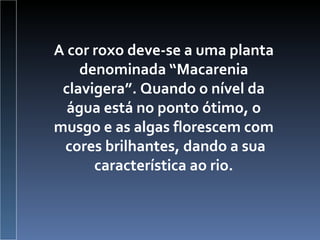 A cor roxo deve-se a uma planta denominada “Macarenia clavigera”. Quando o nível da água está no ponto ótimo, o musgo e as algas florescem com  cores brilhantes, dando a sua característica ao rio. 
