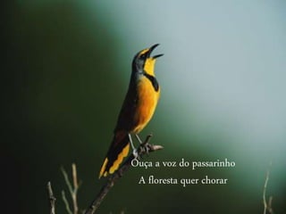 Ouça a voz do passarinho
A floresta quer chorar
 