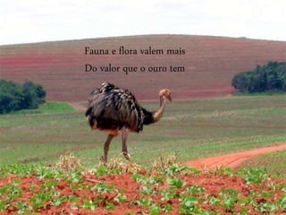 Fauna e flora valem mais
Do valor que o ouro tem
 