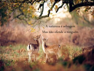 A natureza é selvagem
Mas não ofende a ninguém
 