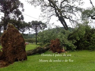 Floresta é palco de ave
Museu de sonho e de flor
 