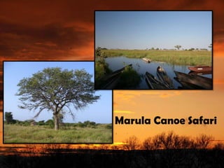 Marula Canoe Safari
 