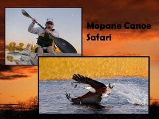 Mopane Canoe
Safari
 