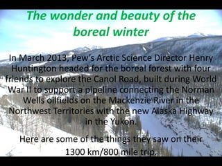 The wonder and beauty of the
            boreal winter
 In March 2013, Pew’s Arctic Science Director Henry
  Huntington headed for the boreal forest with four
friends to explore the Canol Road, built during World
 War II to support a pipeline connecting the Norman
     Wells oilfields on the Mackenzie River in the
 Northwest Territories with the new Alaska Highway
                      in the Yukon.
   Here are some of the things they saw on their
              1300 km/800 mile trip.
 