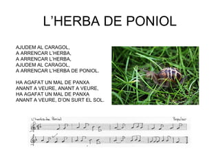 L’HERBA DE PONIOL
AJUDEM AL CARAGOL,
A ARRENCAR L’HERBA,
A ARRENCAR L’HERBA,
AJUDEM AL CARAGOL,
A ARRENCAR L’HERBA DE PONIOL.

HA AGAFAT UN MAL DE PANXA
ANANT A VEURE, ANANT A VEURE,
HA AGAFAT UN MAL DE PANXA
ANANT A VEURE, D’ON SURT EL SOL.
 