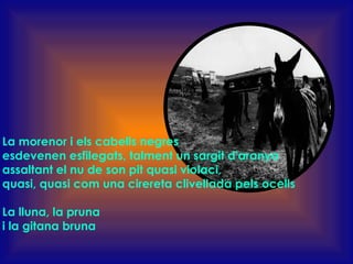 La morenor i els cabells negres  esdevenen esfilegats, talment un sargit d'aranya assaltant el nu de son pit quasi violaci,  quasi, quasi com una cirereta clivellada pels ocells La lluna, la pruna i la gitana bruna 