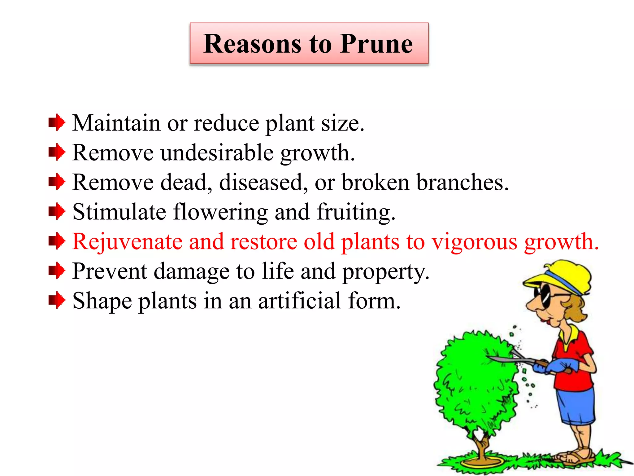 16
Maintain or reduce plant size.
Remove undesirable growth.
Remove dead, diseased, or broken branches.
Stimulate flowering and fruiting.
Rejuvenate and restore old plants to vigorous growth.
Prevent damage to life and property.
Shape plants in an artificial form.
Reasons to Prune
 