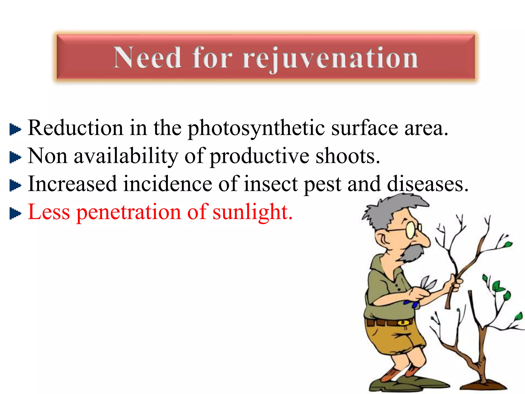 Reduction in the photosynthetic surface area.
Non availability of productive shoots.
Increased incidence of insect pest and diseases.
Less penetration of sunlight.
20
 