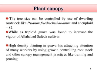 5
The tree size can be controlled by use of dwarfing
rootstock like Psidium friedrichsthalianum and aneuploid
– 82.
While as triploid guava was found to increase the
vigour of Allahabad Safeda cultivar.
High density planting in guava has attracting attention
of many workers by using growth controlling root stock
and other canopy management practices like training and
pruning.
 