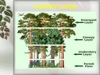 Canopy & light | PPTX