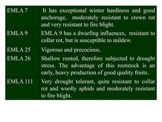 Canopy Managament and HDP in apple.ppt