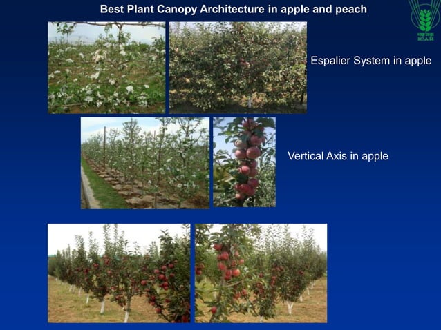 Canopy Managament and HDP in apple.ppt | Agriculture | Industries