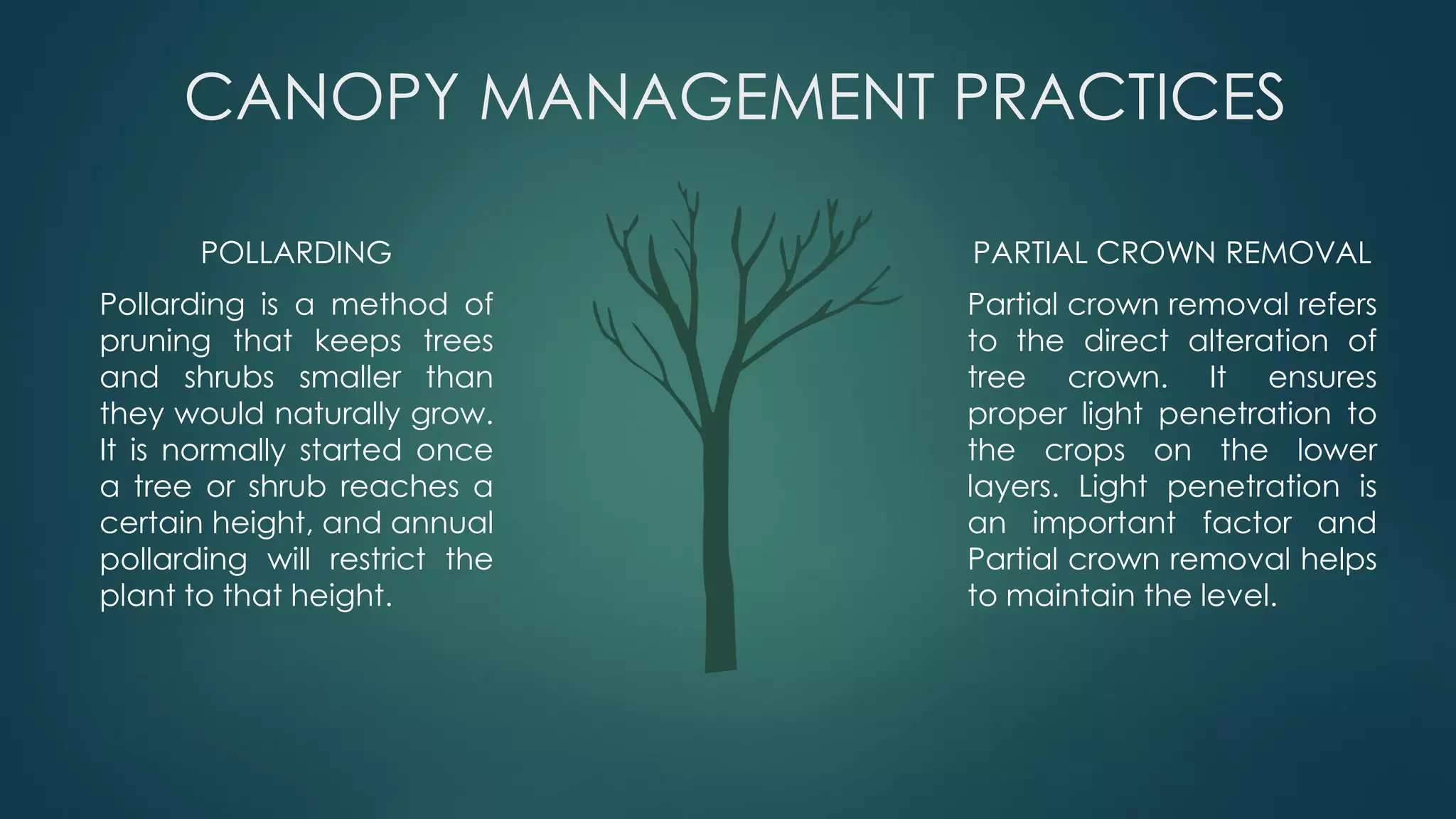 CANOPY MANAGEMENT PRACTICES
POLLARDING
Pollarding is a method of
pruning that keeps trees
and shrubs smaller than
they would naturally grow.
It is normally started once
a tree or shrub reaches a
certain height, and annual
pollarding will restrict the
plant to that height.
PARTIAL CROWN REMOVAL
Partial crown removal refers
to the direct alteration of
tree crown. It ensures
proper light penetration to
the crops on the lower
layers. Light penetration is
an important factor and
Partial crown removal helps
to maintain the level.
 