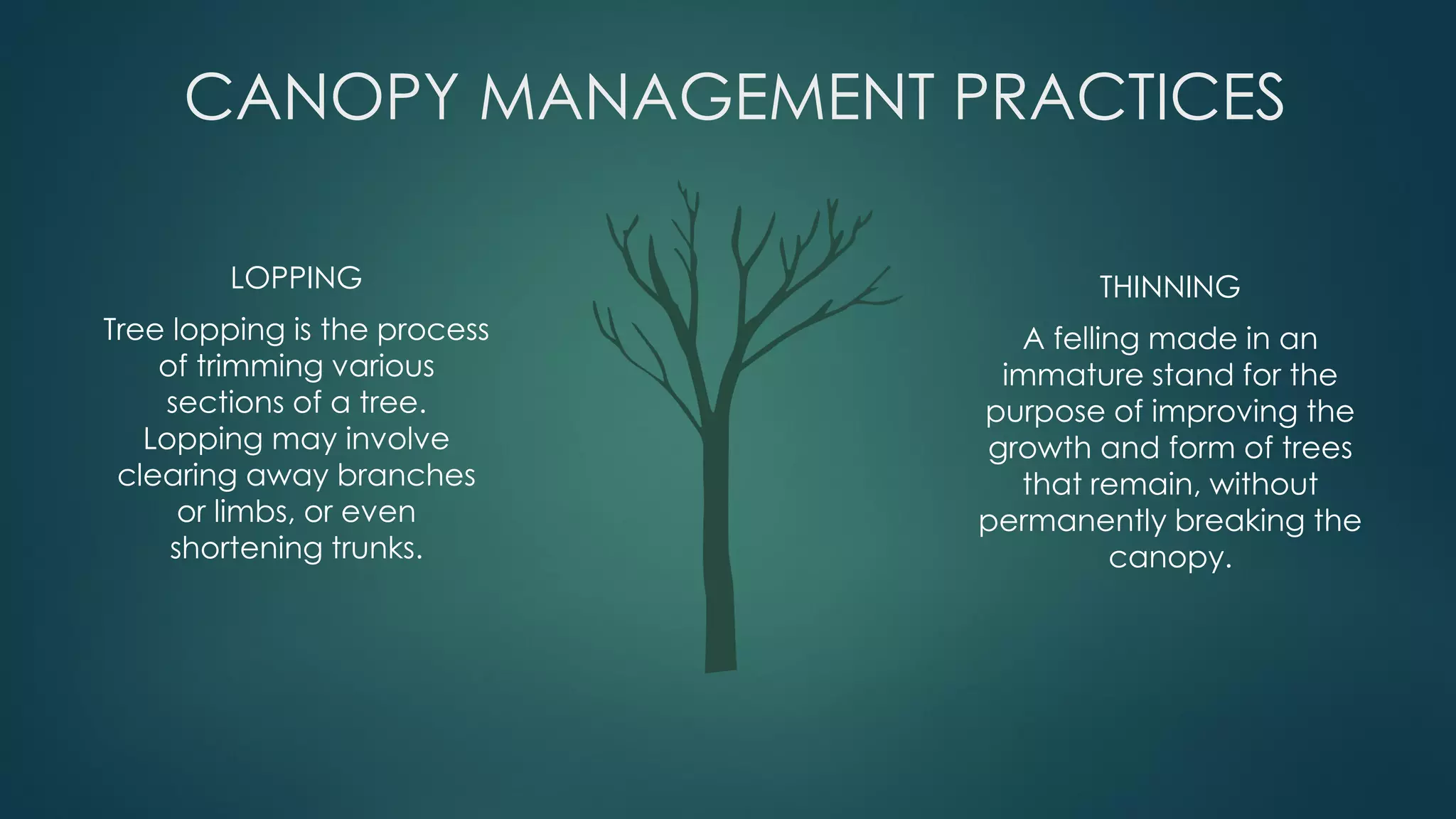 LOPPING
Tree lopping is the process
of trimming various
sections of a tree.
Lopping may involve
clearing away branches
or limbs, or even
shortening trunks.
THINNING
A felling made in an
immature stand for the
purpose of improving the
growth and form of trees
that remain, without
permanently breaking the
canopy.
CANOPY MANAGEMENT PRACTICES
 