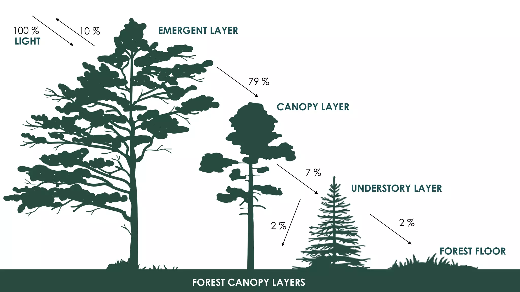 EMERGENT LAYER
CANOPY LAYER
UNDERSTORY LAYER
FOREST FLOOR
FOREST CANOPY LAYERS
100 % 10 %
79 %
7 %
2 %2 %
LIGHT
 