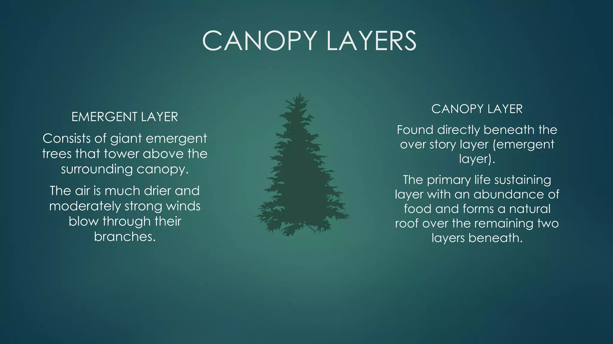 EMERGENT LAYER
Consists of giant emergent
trees that tower above the
surrounding canopy.
The air is much drier and
moderately strong winds
blow through their
branches.
CANOPY LAYERS
CANOPY LAYER
Found directly beneath the
over story layer (emergent
layer).
The primary life sustaining
layer with an abundance of
food and forms a natural
roof over the remaining two
layers beneath.
 