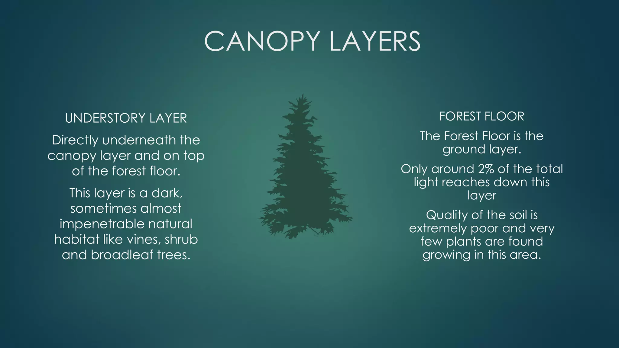 UNDERSTORY LAYER
Directly underneath the
canopy layer and on top
of the forest floor.
This layer is a dark,
sometimes almost
impenetrable natural
habitat like vines, shrub
and broadleaf trees.
CANOPY LAYERS
FOREST FLOOR
The Forest Floor is the
ground layer.
Only around 2% of the total
light reaches down this
layer
Quality of the soil is
extremely poor and very
few plants are found
growing in this area.
 
