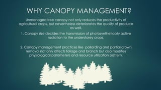WHY CANOPY MANAGEMENT?
Unmanaged tree canopy not only reduces the productivity of
agricultural crops, but nevertheless deteriorates the quality of produce
as well.
1. Canopy size decides the transmission of photosynthetically active
radiation to the understorey crops.
2. Canopy management practices like pollarding and partial crown
removal not only affects foliage and branch but also modifies
physiological parameters and resource utilization pattern.
 