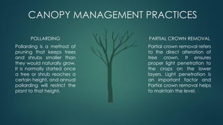CANOPY MANAGEMENT PRACTICES
POLLARDING
Pollarding is a method of
pruning that keeps trees
and shrubs smaller than
they would naturally grow.
It is normally started once
a tree or shrub reaches a
certain height, and annual
pollarding will restrict the
plant to that height.
PARTIAL CROWN REMOVAL
Partial crown removal refers
to the direct alteration of
tree crown. It ensures
proper light penetration to
the crops on the lower
layers. Light penetration is
an important factor and
Partial crown removal helps
to maintain the level.
 
