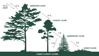 EMERGENT LAYER
CANOPY LAYER
UNDERSTORY LAYER
FOREST FLOOR
FOREST CANOPY LAYERS
100 % 10 %
79 %
7 %
2 %2 %
LIGHT
 
