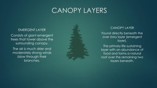 EMERGENT LAYER
Consists of giant emergent
trees that tower above the
surrounding canopy.
The air is much drier and
moderately strong winds
blow through their
branches.
CANOPY LAYERS
CANOPY LAYER
Found directly beneath the
over story layer (emergent
layer).
The primary life sustaining
layer with an abundance of
food and forms a natural
roof over the remaining two
layers beneath.
 