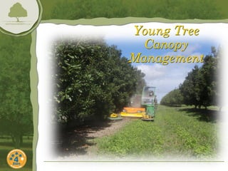 Young Tree
  Canopy
Management
 