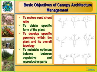 Basic Objectives of Canopy ArchitectureBasic Objectives of Canopy Architecture
ManagementManagement
• To restore root/ shootTo restore root/ shoot
ratioratio
• To obtain specificTo obtain specific
form of the plantform of the plant
• To develop specificTo develop specific
geometry within thegeometry within the
plant and its overallplant and its overall
topologytopology
• To maintain optimumTo maintain optimum
balance betweenbalance between
vegetative andvegetative and
reproductive partsreproductive parts
 