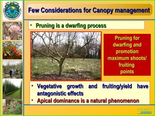 Few Considerations for Canopy managementFew Considerations for Canopy management
• Pruning is a dwarfing processPruning is a dwarfing process
• Vegetative growth and fruiting/yield haveVegetative growth and fruiting/yield have
antagonistic effectsantagonistic effects
• Apical dominance is a natural phenomenonApical dominance is a natural phenomenon
Pruning forPruning for
dwarfing anddwarfing and
promotionpromotion
maximum shoots/maximum shoots/
fruitingfruiting
pointspoints
 