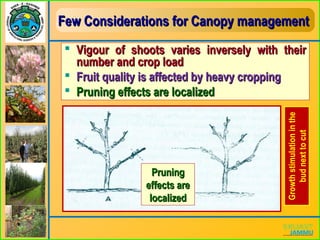 Few Considerations for Canopy managementFew Considerations for Canopy management
 Vigour of shoots varies inversely with theirVigour of shoots varies inversely with their
number and crop loadnumber and crop load
 Fruit quality is affected by heavy croppingFruit quality is affected by heavy cropping
 Pruning effects are localizedPruning effects are localized
Growthstimulationinthe
budnexttocut
PruningPruning
effects areeffects are
localizedlocalized
 