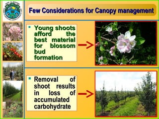 Few Considerations for Canopy managementFew Considerations for Canopy management
 Young shootsYoung shoots
afford theafford the
best materialbest material
for blossomfor blossom
budbud
formationformation
 Removal ofRemoval of
shoot resultsshoot results
in loss ofin loss of
accumulatedaccumulated
carbohydratecarbohydrate
 