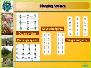 Planting SystemPlanting System
Square system
Single hedgerow
Double hedgerow
Rectangle system
 