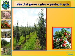 View of single row system of planting in appleView of single row system of planting in apple
 