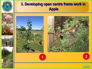 3. Developing open centre frame work in3. Developing open centre frame work in
AppleApple
1 2
 