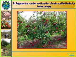 B. Regulate the number and location of main scaffold limbs forB. Regulate the number and location of main scaffold limbs for
better canopybetter canopy
 