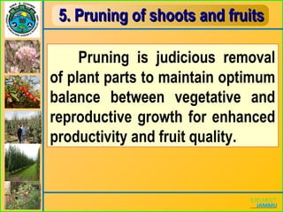 5. Pruning of shoots and fruits5. Pruning of shoots and fruits
Pruning is judicious removal
of plant parts to maintain optimum
balance between vegetative and
reproductive growth for enhanced
productivity and fruit quality.
 
