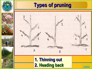Types of pruningTypes of pruning
1.1. Thinning outThinning out
2.2. Heading backHeading back
 