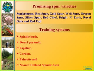 Starkrimson, Red Spur, Gold Spur, Well Spur, Oregon
Spur, Silver Spur, Red Chief, Bright ‘N’ Early, Royal
Gala and Red Fuji
 Spindle bush,
 Dwarf pyramid,
 Espalier,
 Cordon,
 Palmette and
 Noored Holland Spindle bush
Promising spur varieties
Training systems
 
