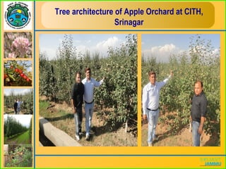 Tree architecture of Apple Orchard at CITH,
Srinagar
 