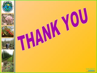 Canopy management in fruits