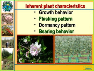 Inherent plant characteristicsInherent plant characteristics
• Growth behaviorGrowth behavior
• Flushing patternFlushing pattern
• Dormancy patternDormancy pattern
• Bearing behaviorBearing behavior
 