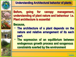 Understanding Architectural behavior of plantsUnderstanding Architectural behavior of plants
Before, going for canopy management,Before, going for canopy management,
understanding of plant nature and behaviour i.e.understanding of plant nature and behaviour i.e.
Plant architecture is essentialPlant architecture is essential
Because,Because,
• The architecture of a plant depends on theThe architecture of a plant depends on the
nature and relative arrangement of its eachnature and relative arrangement of its each
part.part.
• The expression of an equilibrium betweenThe expression of an equilibrium between
endogenous growth process and exogenousendogenous growth process and exogenous
constraints exerted by the environmentconstraints exerted by the environment
 