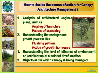 How to decide the course of action for CanopyHow to decide the course of action for Canopy
Architecture Management ?Architecture Management ?
1.1. Analysis of architectural engineering aspects inAnalysis of architectural engineering aspects in
plant, such asplant, such as
Angling of branchesAngling of branches
Pattern of branchingPattern of branching
2.2. Understanding the endogenousUnderstanding the endogenous
growth process likegrowth process like
Flushing patternFlushing pattern
Action of growth hormonesAction of growth hormones
1.1. Understanding the level of influence of environmentUnderstanding the level of influence of environment
on architecture at a point of time/ locationon architecture at a point of time/ location
2.2. Objectives for which canopy is being managedObjectives for which canopy is being managed
 