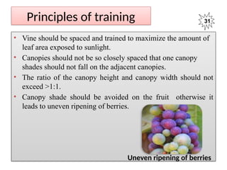 Canopy Management in Grape FRUIT CROP.pptx